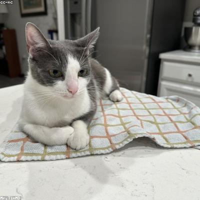 Bath Mat (Black)